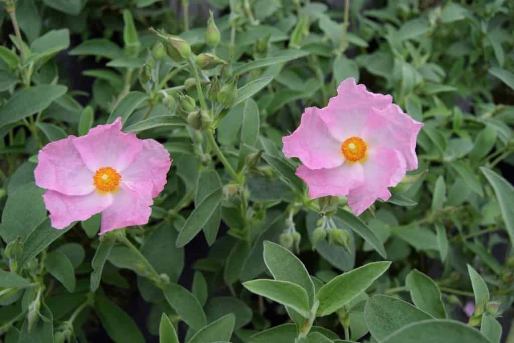 Cistus 'Silver Pink'