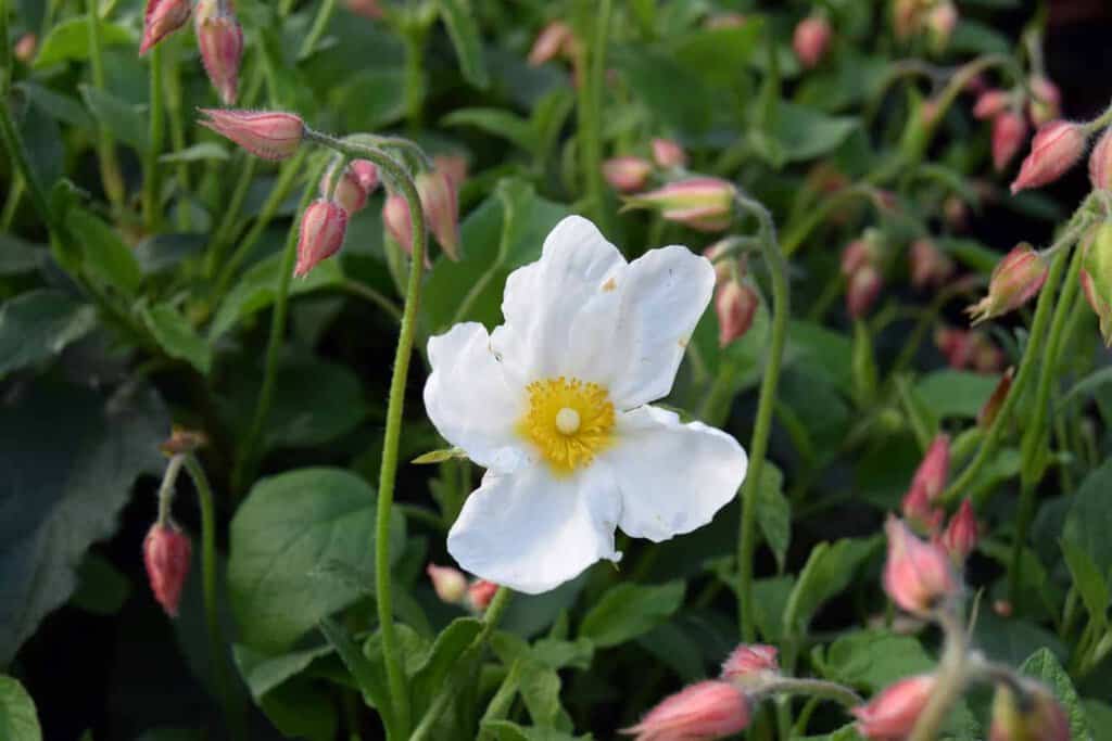 Cistus x hybridus