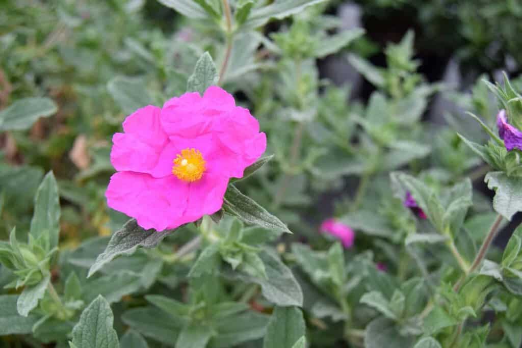 Cistus x pulverulentus 'Sunset'