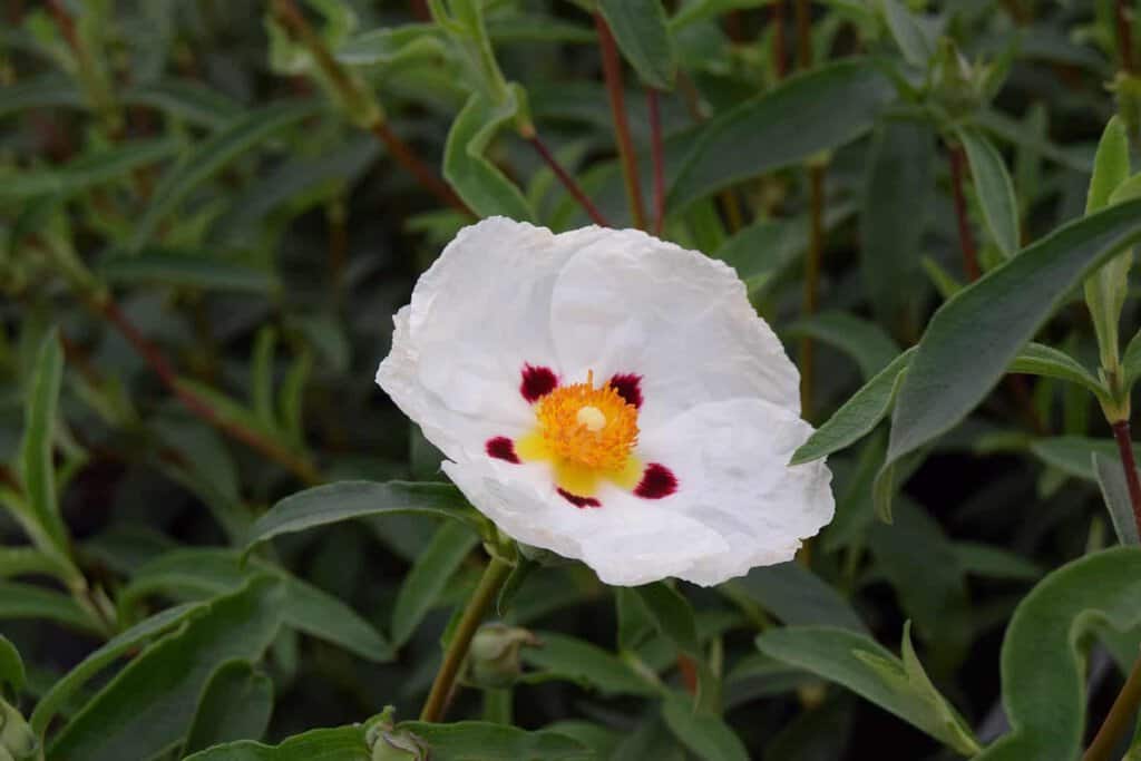 Cistus x dansereaui 'Decumbens'