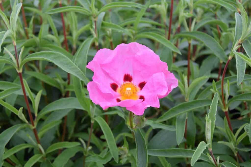 Cistus x purpureus