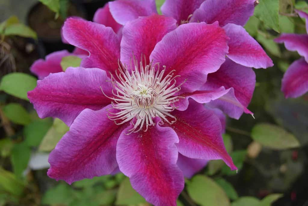 Clematis 'Doctor Ruppel'