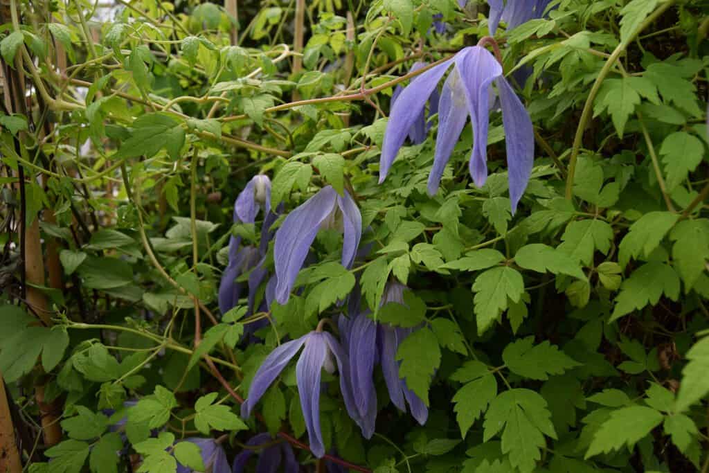 Clematis 'Frances Rivis'