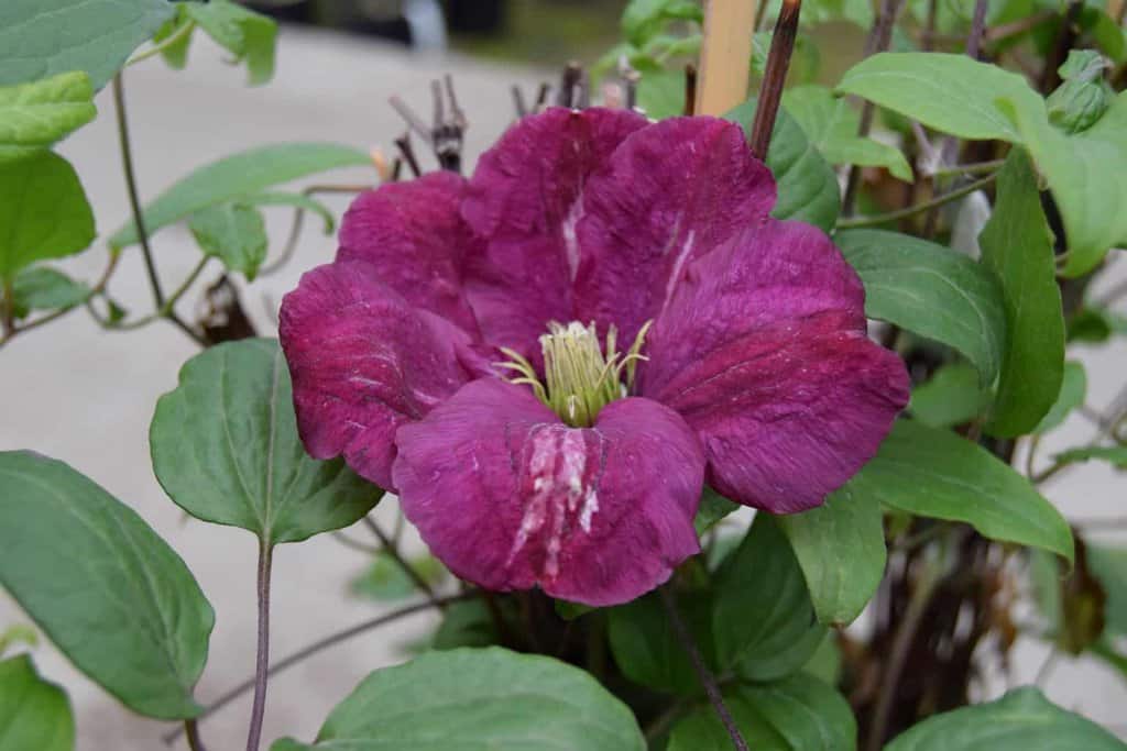 Clematis 'Ville de Lyon'