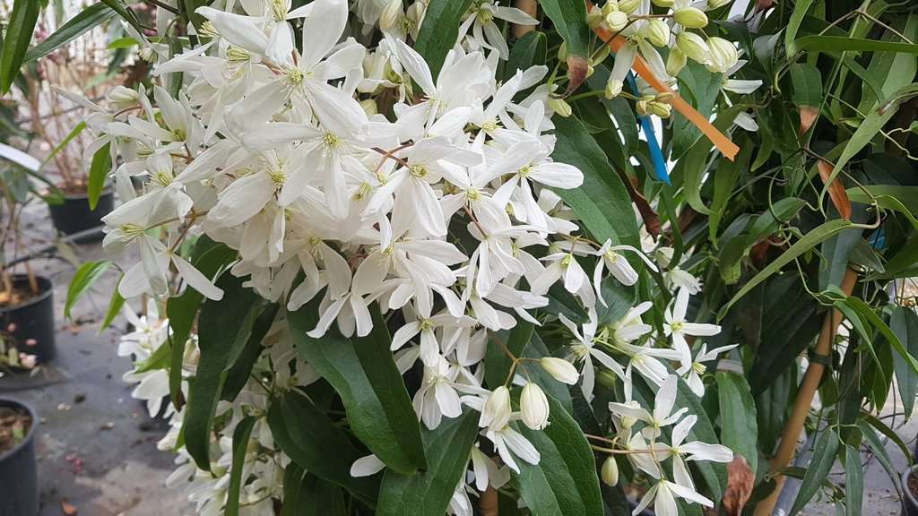 Clematis armandii