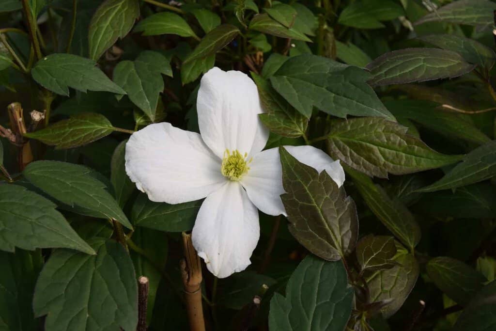 Clematis montana 'Alba'