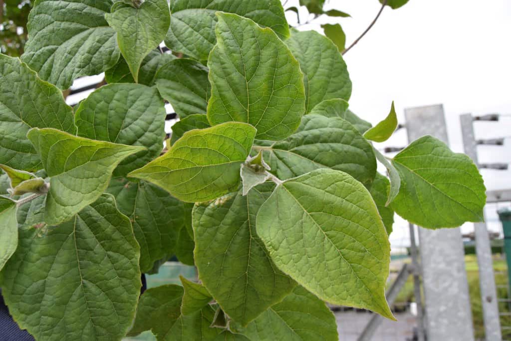 Clerodendrum trichotomum