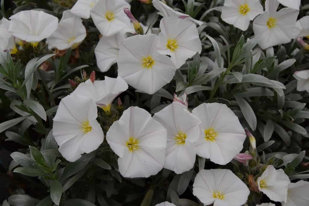 Convolvulus cneorum