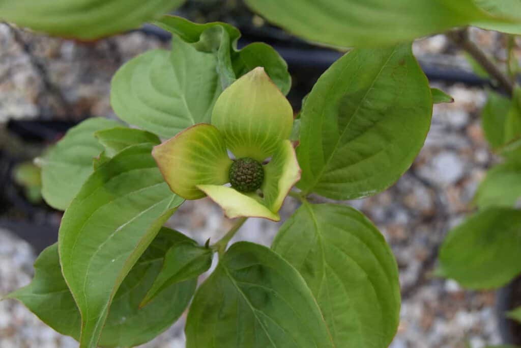 Cornus 'Venus'