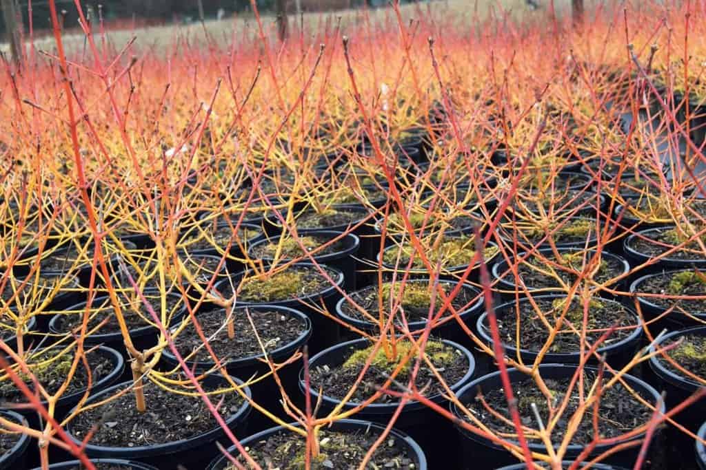 Cornus sanguinea 'Midwinter Fire'