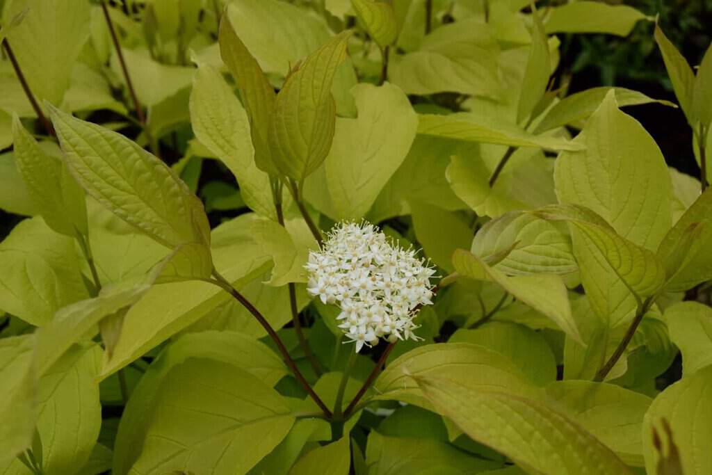 Cornus alba 'Aurea'