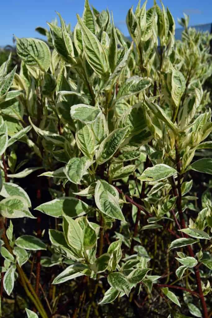 Cornus alba 'Elegantissima'