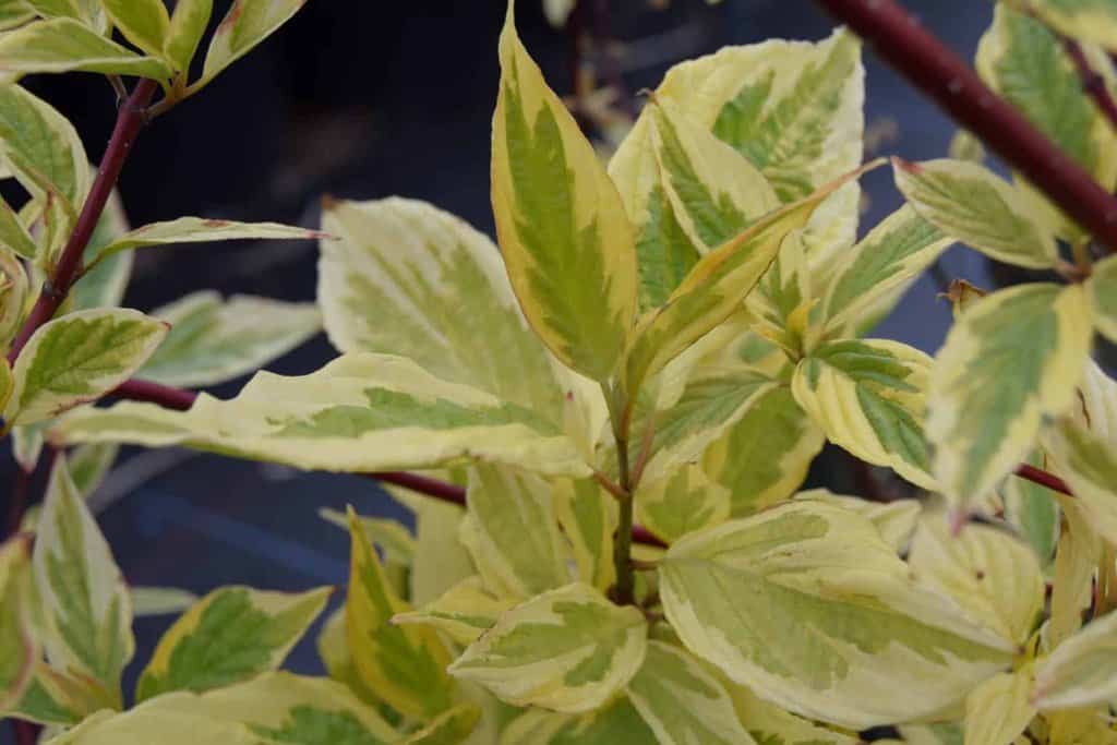 Cornus alba 'Gouchaultii'