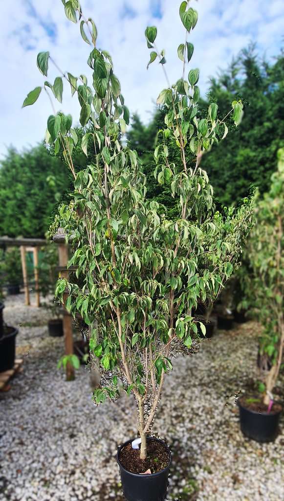 Cornus kousa var. chinensis 'China Girl'