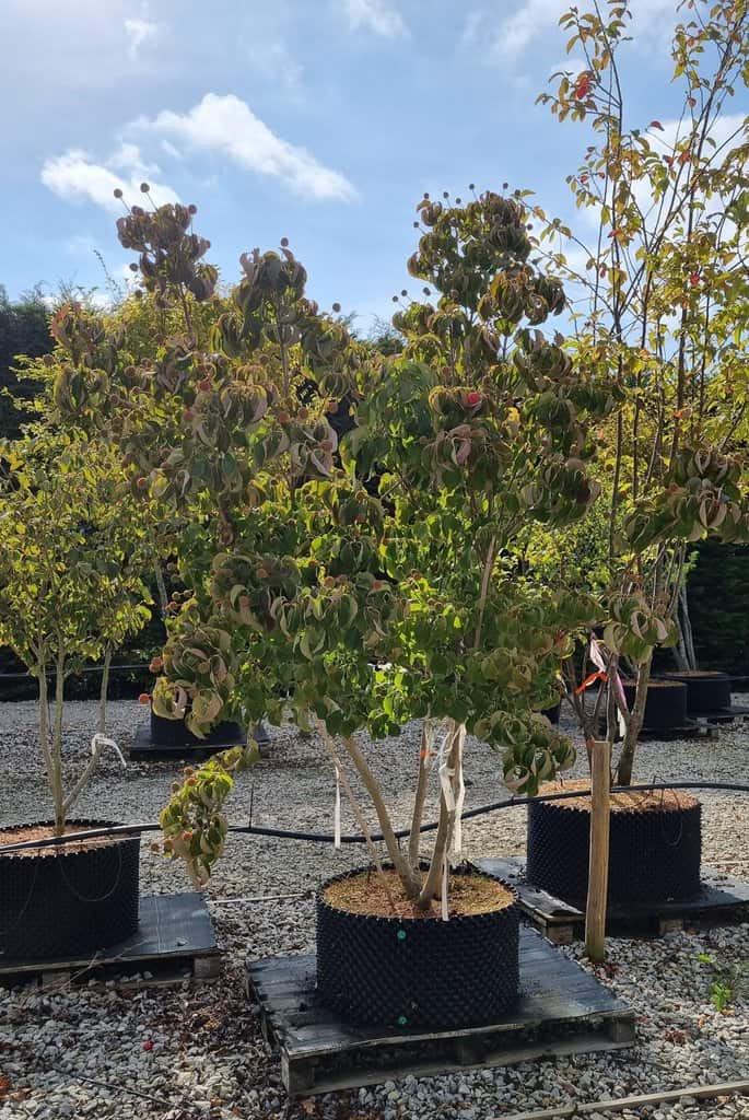 Cornus kousa 'Milky Way'