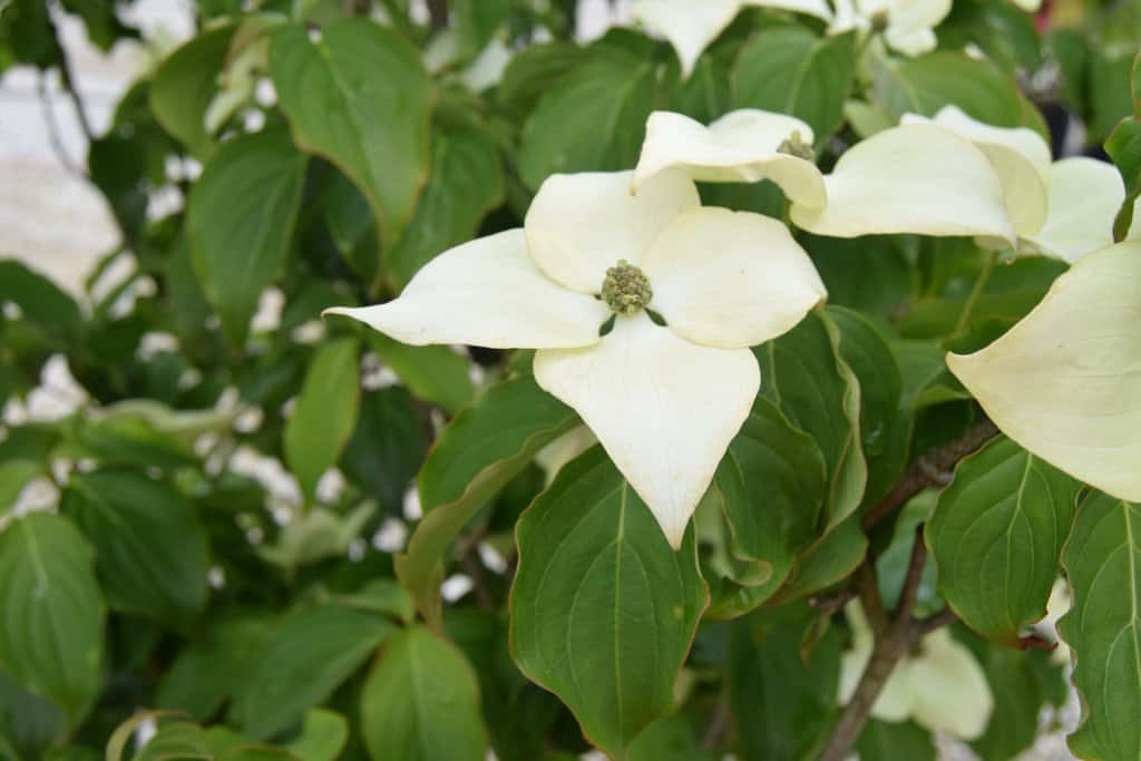 Cornus kousa var. chinensis