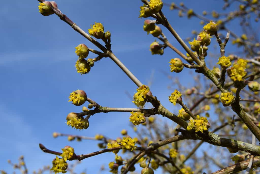 Cornus mas