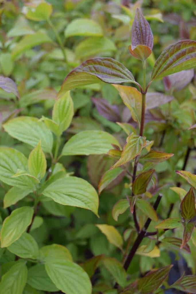 Cornus sanguinea