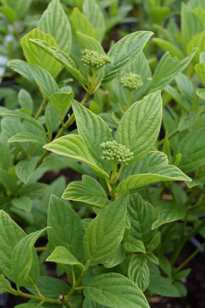 Cornus sericea 'Flaviramea'