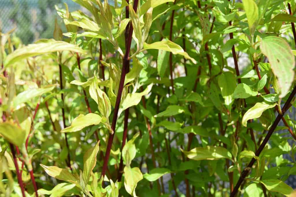 Cornus sericea 'Kelseyi'