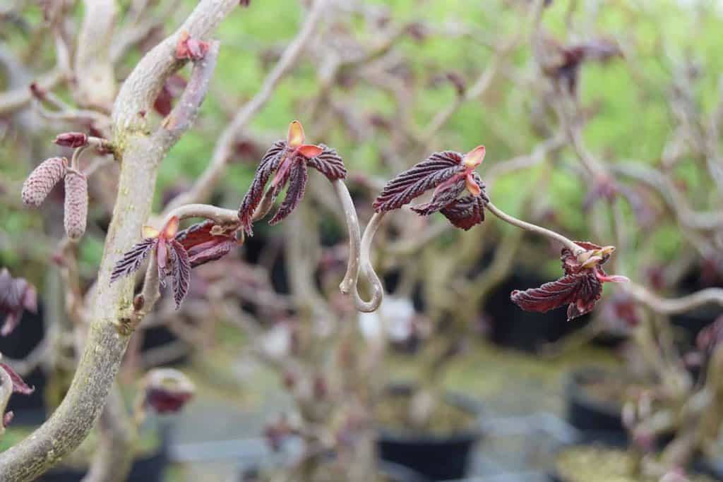 Corylus avellana 'Red Majestic'
