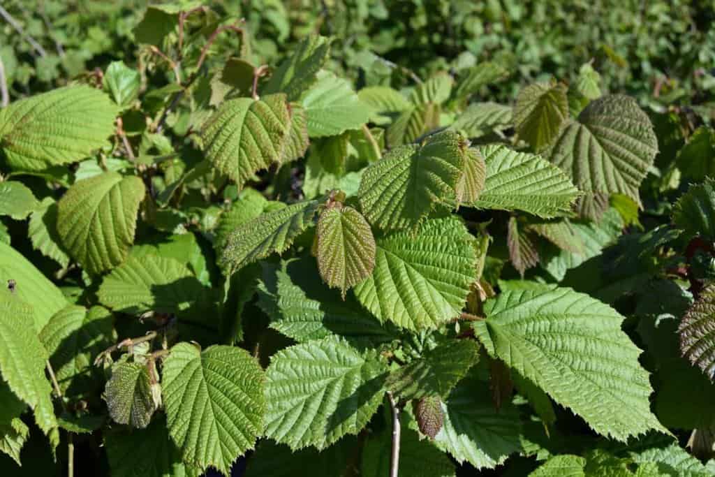 Corylus avellana
