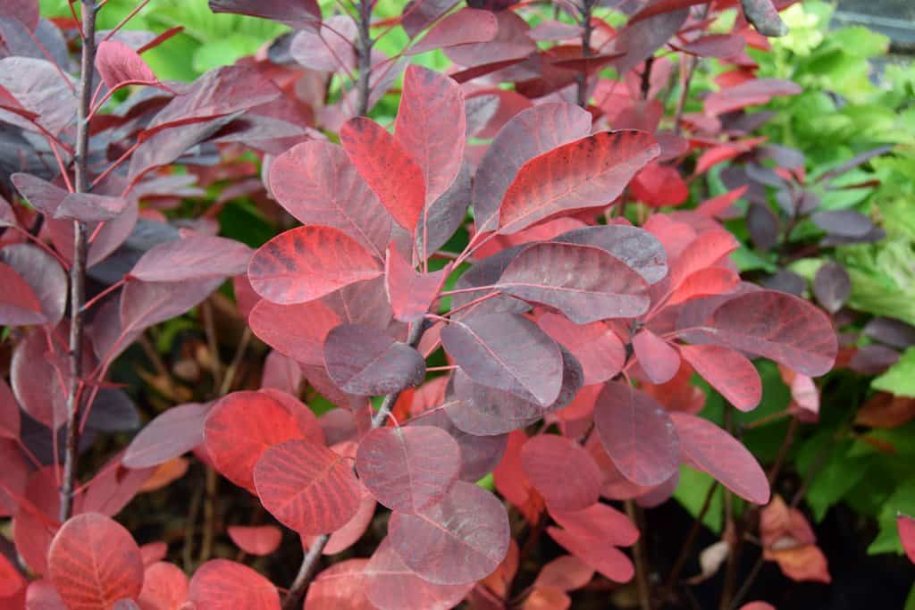Cotinus coggygria 'Royal Purple'