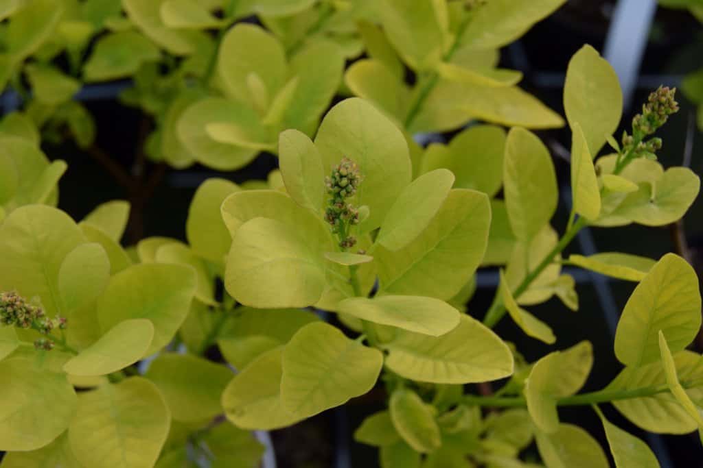 Cotinus coggygria 'Golden Spirit'