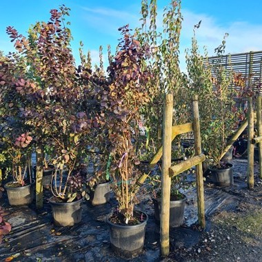 Cotinus coggygria