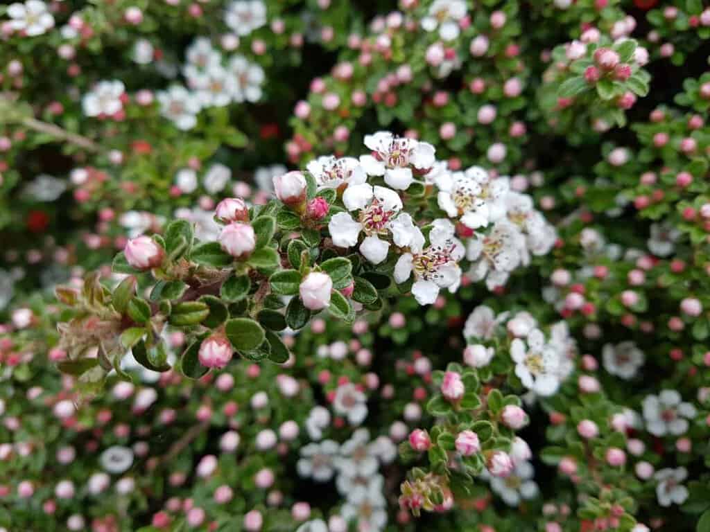Cotoneaster conspicuus 'Decorus'