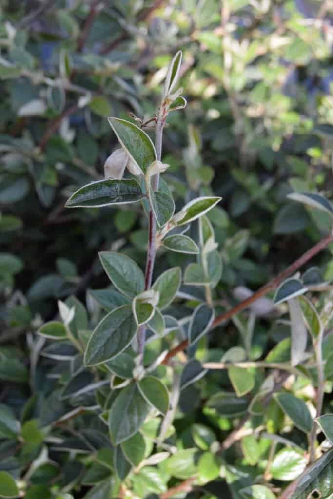 Cotoneaster franchetii
