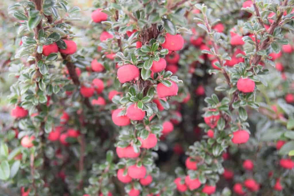 Cotoneaster microphyllus