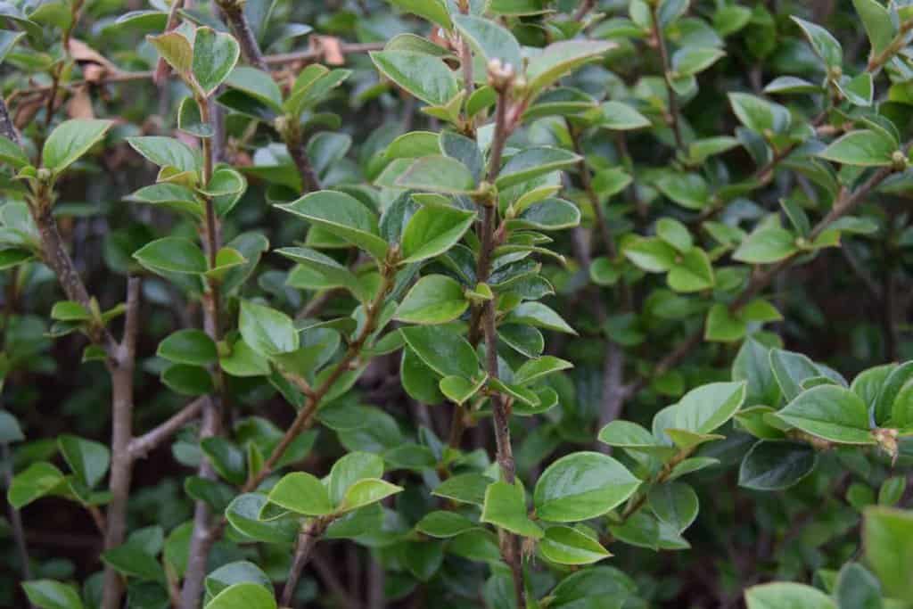 Cotoneaster simonsii