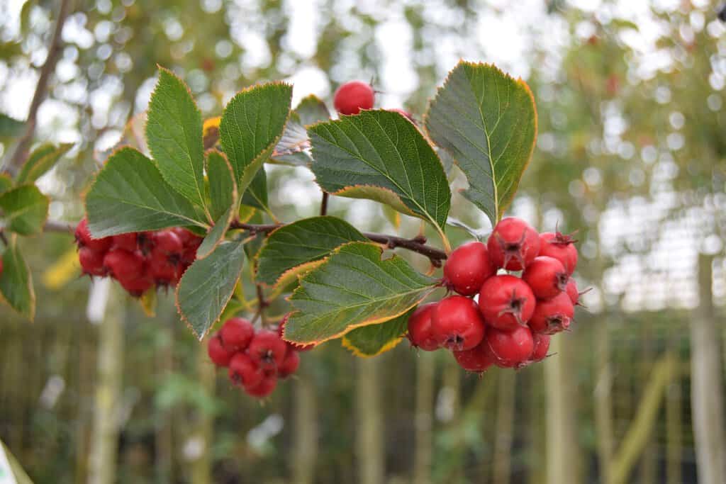 Crataegus persimilis 'Prunifolia Splendens'