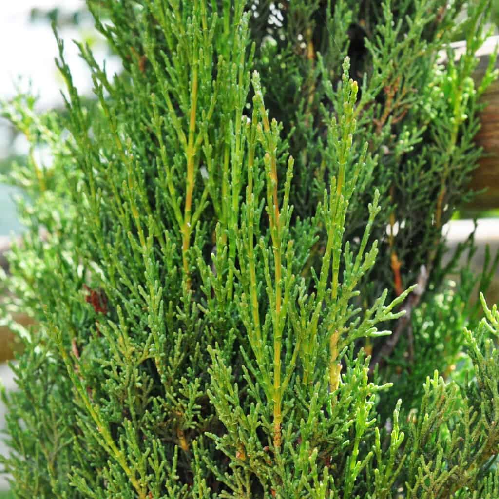 Cupressus sempervirens 'Pyramidalis'