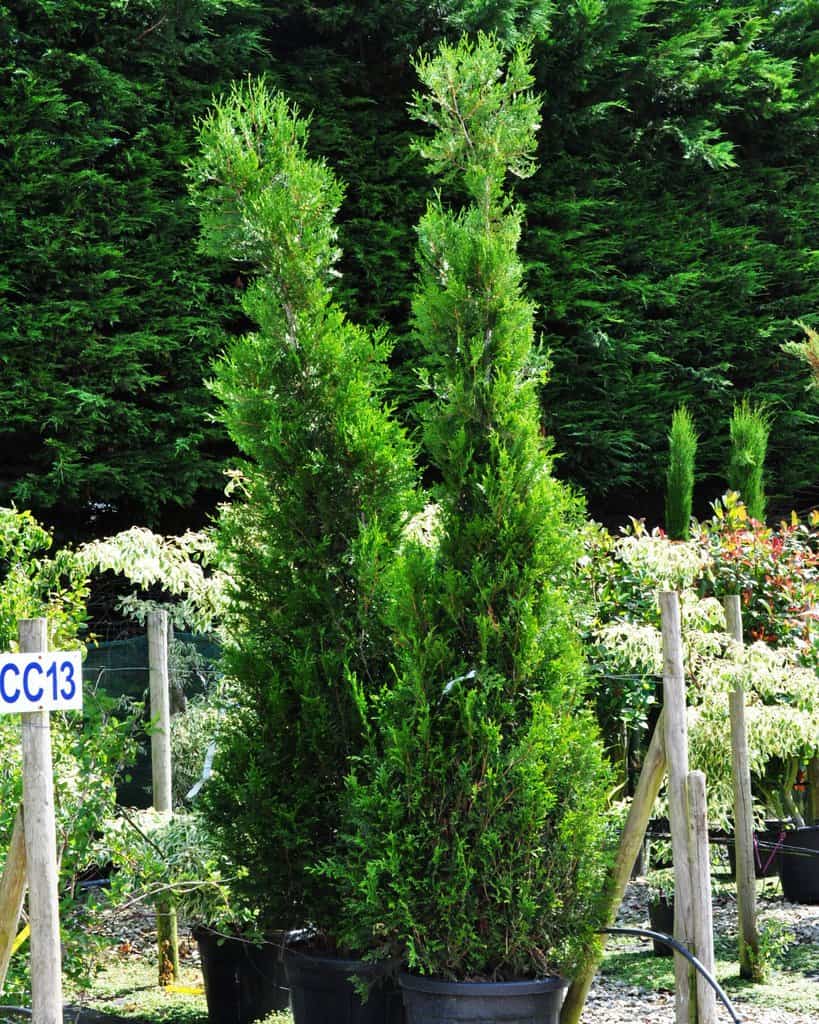 Cupressus sempervirens 'Pyramidalis'