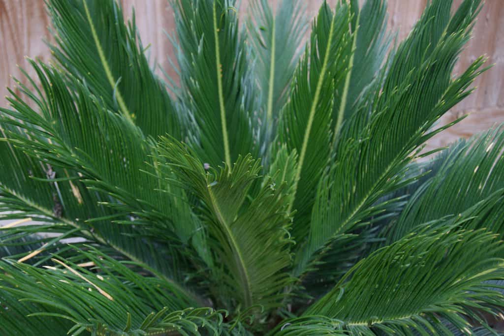 Cycas revoluta