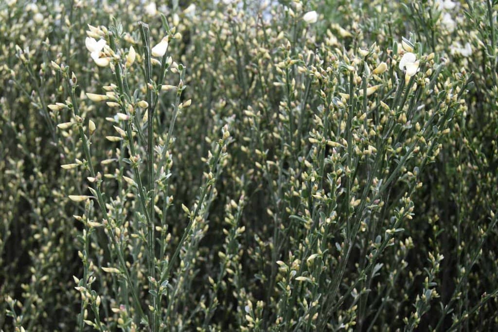 Cytisus x praecox 'Albus'