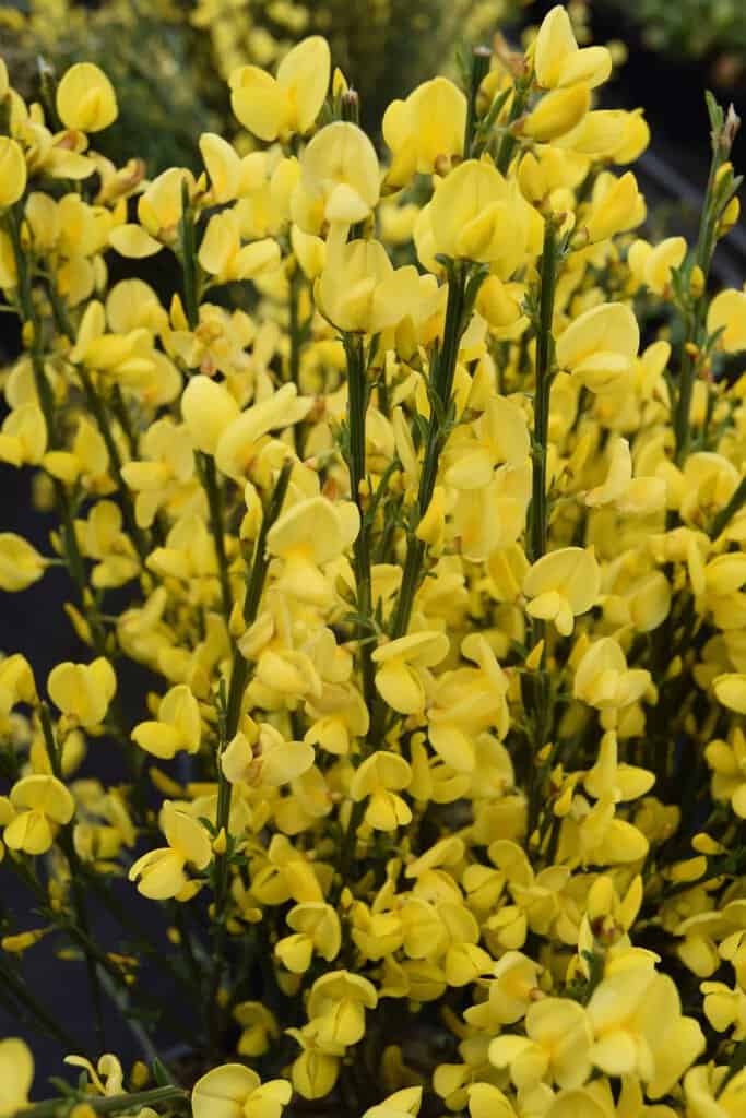 Cytisus x praecox 'Allgold'