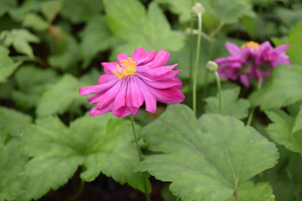 Anemone hupehensis var. japonica 'Pamina' ---