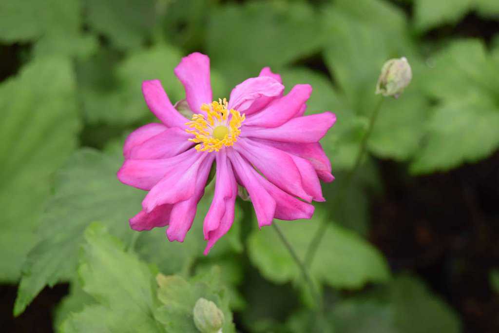 Anemone hupehensis var. japonica 'Pamina' ---