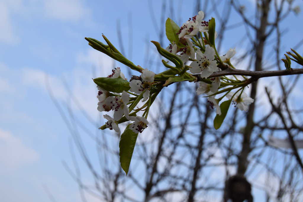 Pyrus calleryana 'Chanticleer' 14-16 EHS