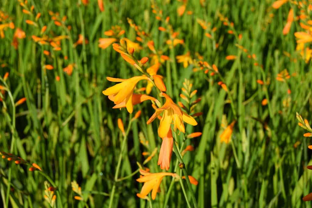 Crocosmia 'George Davidson' ---