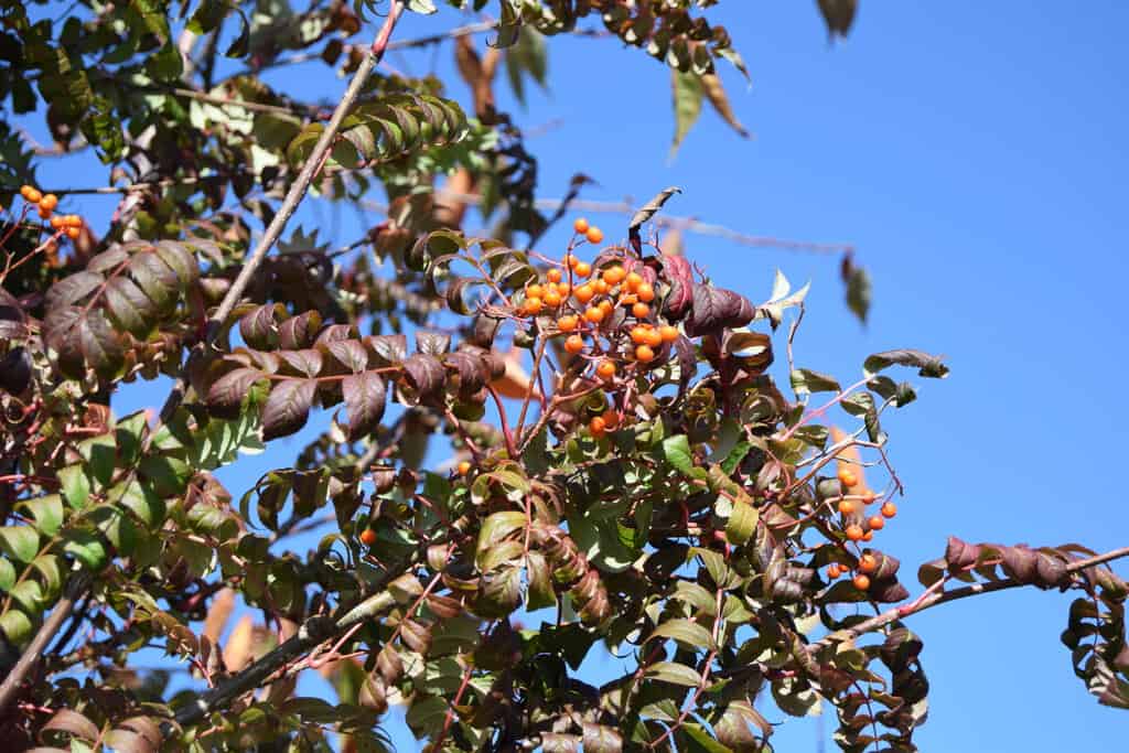 Sorbus commixta 'Embley' 10-12 SS