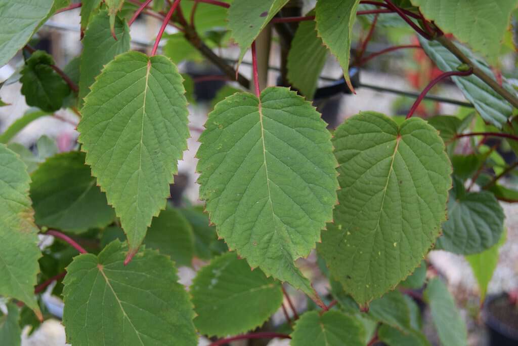 Davidia involucrata
