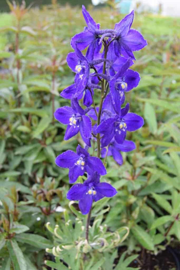 Delphinium Belladonna Group 'Atlantis'