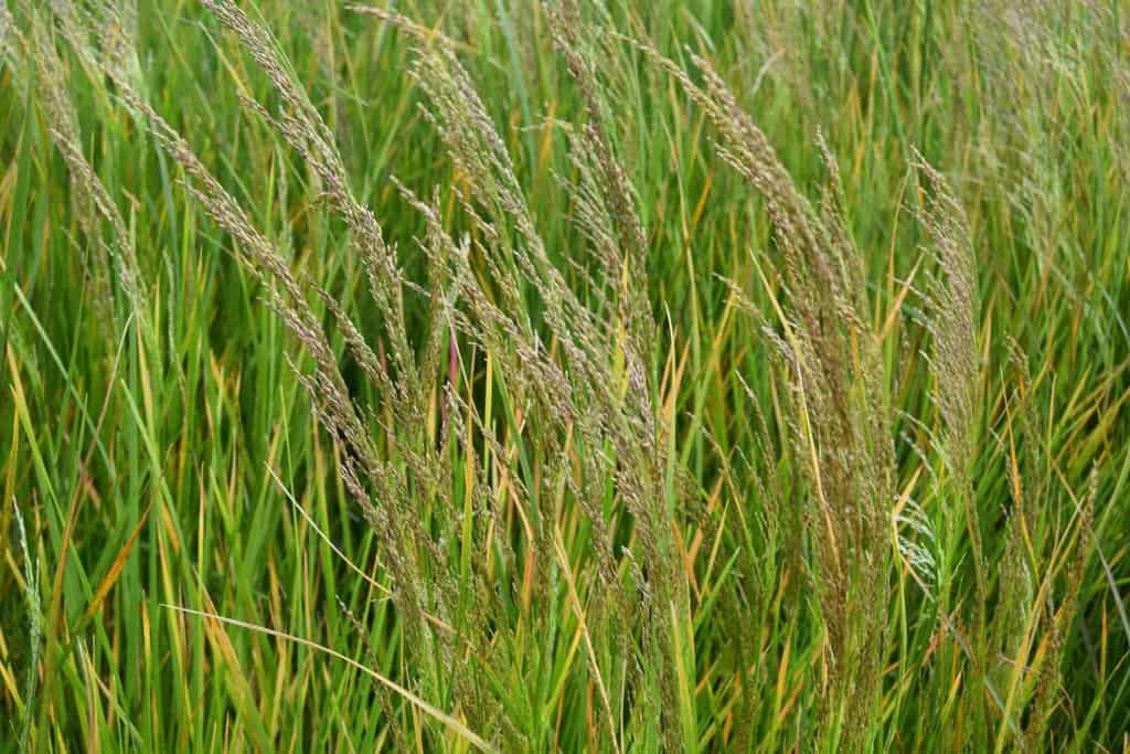 Deschampsia cespitosa 'Bronzeschleier'