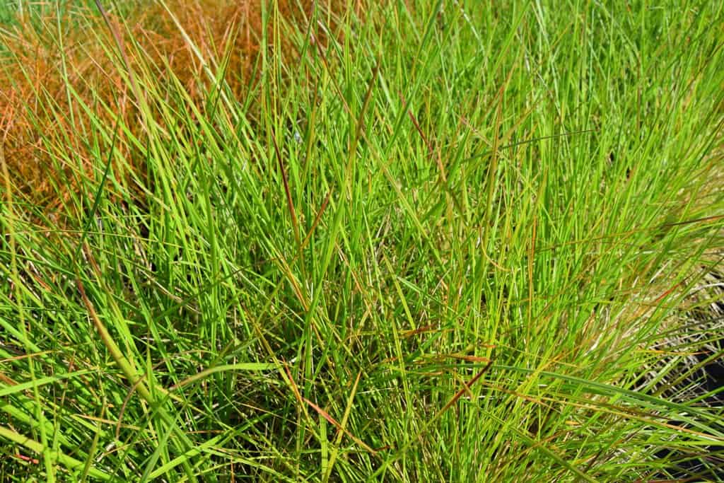 Deschampsia cespitosa 'Goldschleier'