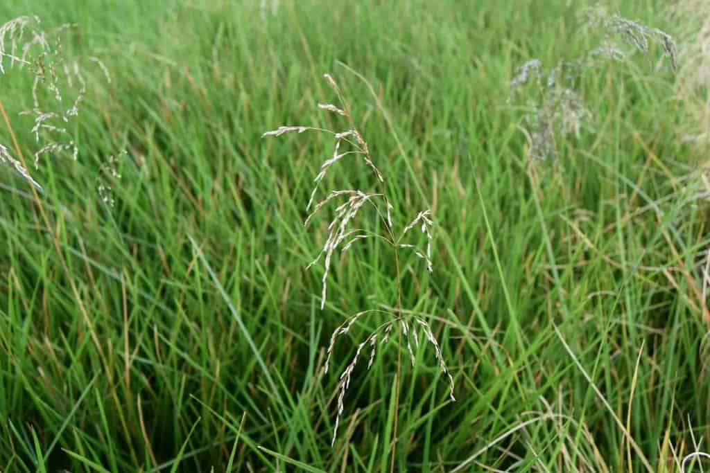 Deschampsia cespitosa 'Goldtau'