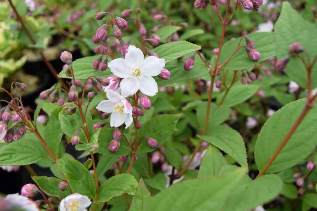 Deutzia x hybrida 'Mont Rose'